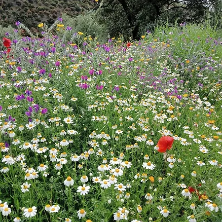 Jardin De Mucho * Macharaviaya