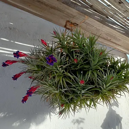 Jardin De Mucho *