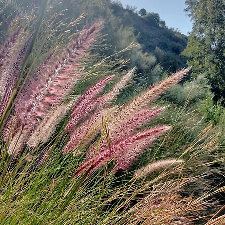 Jardin De Mucho *